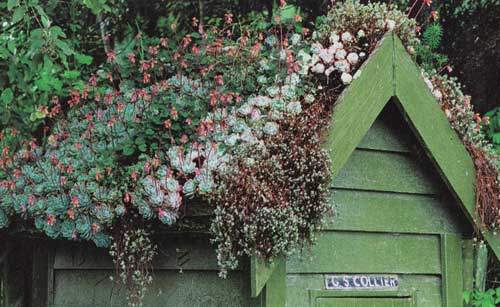potting shed with a shallow extensive roof. I love the idea of 