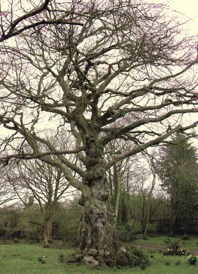 dead elm tree pictures. elm tree that dates from